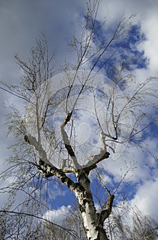 Birch, tree with cut-off branches and  desires