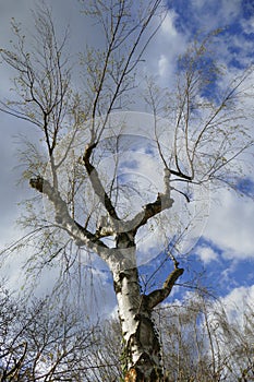 Birch, tree with cut-off branches and  desires