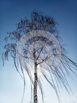 Birch tree with dancing branches on the wind on the background of sun on blue sky