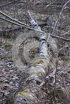 Birch tree decomposing