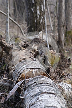 Birch tree decomposing