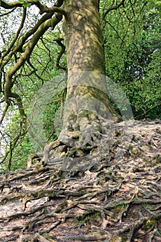 Birch tree with dramatic roots