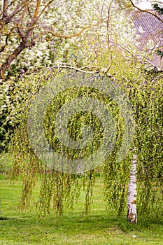 Birch tree with drooping branches