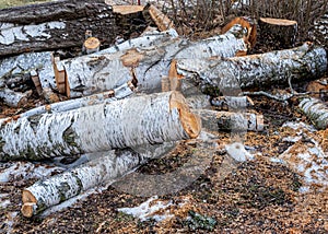 The birch tree is felled in spring