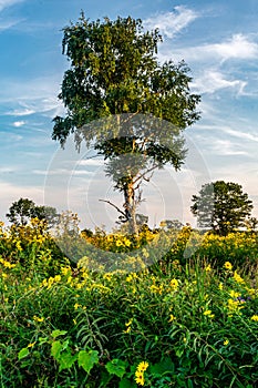 Birch Tree In Field of Flowers At Local State Park