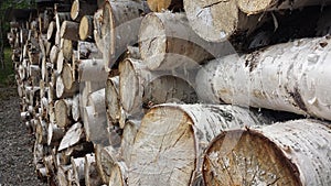 Birch tree firewood stack background