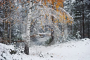 Birch tree after first snow