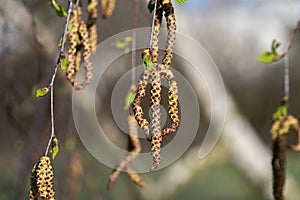 birch tree flowers closeup selective focus