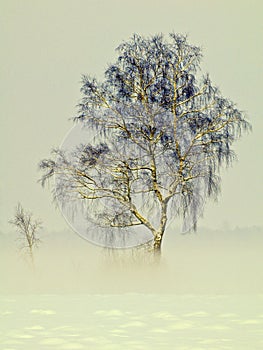 Birch tree in fog