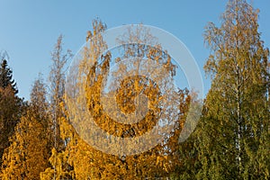 Birch tree and foliage in autumn colors