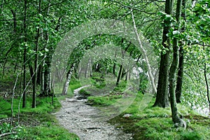 Birch Tree Forest