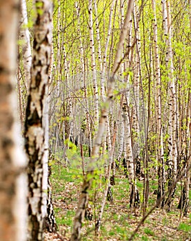 Birch tree forest