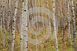 Birch tree forest in Autumn in Assiniboine Forest, Winnipeg, Manitoba