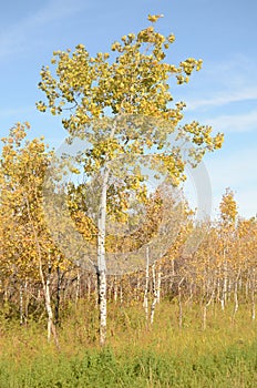 Birch tree forest in Autumn in Assiniboine Forest, Winnipeg, Manitoba