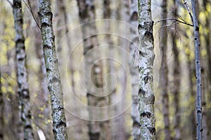 Birch tree forest background in spring