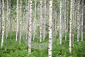 Birch tree forest, Finland