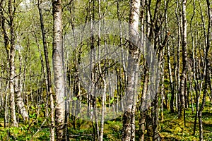 Birch tree forest