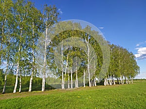 Birch tree forest and a meadow. Kineshma, Russia