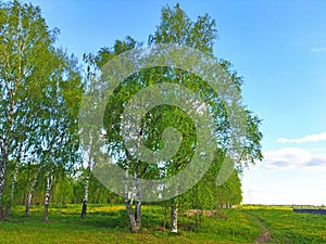 Birch tree forest and a meadow. Kineshma, Russia