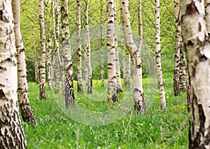 Birch tree forest in morning