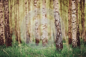 Birch tree forest in morning