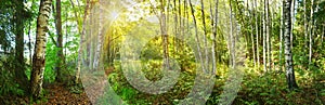 Birch tree forest in morning