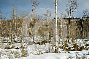 Birch Tree Forest in Rockies