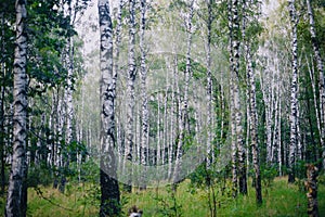 Birch-tree forest photo