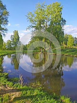 Birch tree forest and a small lake. Kineshma, Russia