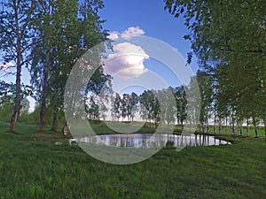 Birch tree forest and a small lake. Kineshma, Russia