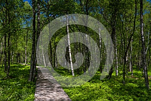 Birch tree forest in spring at a marsh