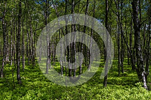 Birch tree forest in spring at a marsh