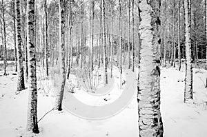 Birch tree forest in winter