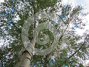 Birch Tree, Frankfurt, Germany