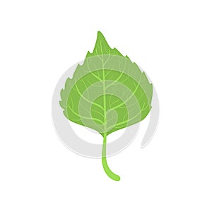 Birch tree green leaf vector Illustration