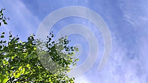 Birch tree green leaves waving in wind under blue sky