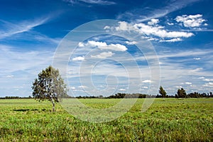 Birch tree in the green meadow