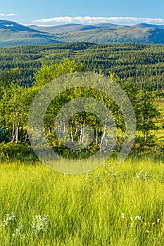 Birch tree grov in mountainous view