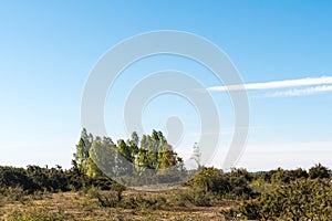 Birch tree grove in a plain grassland with junipers