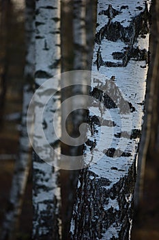 Birch Tree Grove Trunks Bark Closeup Background, Large Detailed Vertical Birches March Landscape Scene, Rural Early Spring Season