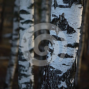 Birch Tree Grove Trunks Bark Closeup Background, Large Detailed Vertical Birches March Landscape Scene, Rural Early Spring Season