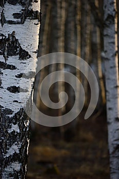 Birch Tree Grove Trunks Bark Closeup Background, Large Detailed Vertical Birches March Landscape Scene, Rural Early Spring Season