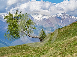 The birch tree growing horizontally out of the slope on a mountain