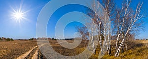 Birch tree growth among autumn prairie at sunny day