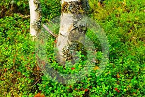 birch tree growth on a forest glade with berries