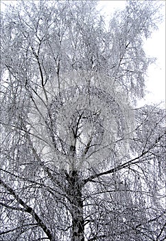 Birch tree with hoarfrost