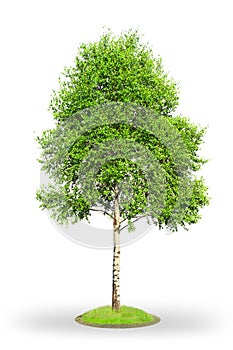 Abedul un árbol en blanco 