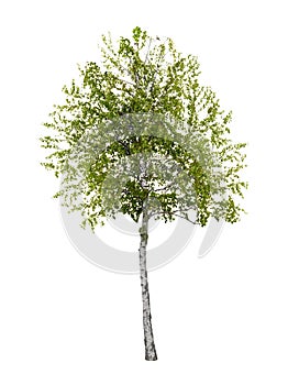 Birch tree isolated