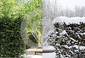 birch tree (Jacquemontii Betula) in the park. spring and winter collage.