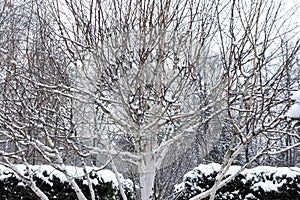 Birch tree Jacquemontii Betula .  winter view